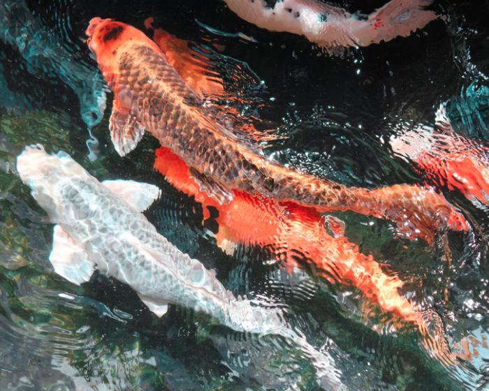How do you make pond water safe for koi fish