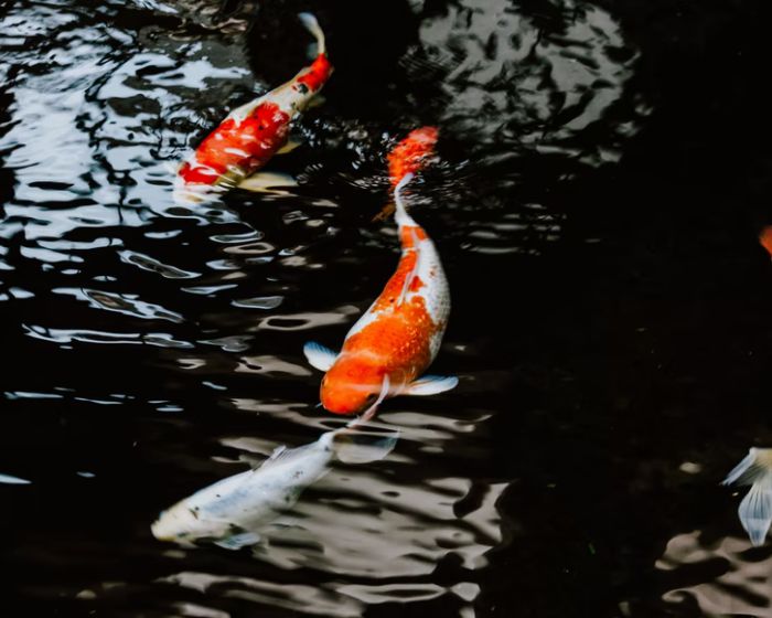 How to change koi pond water The Best Guide