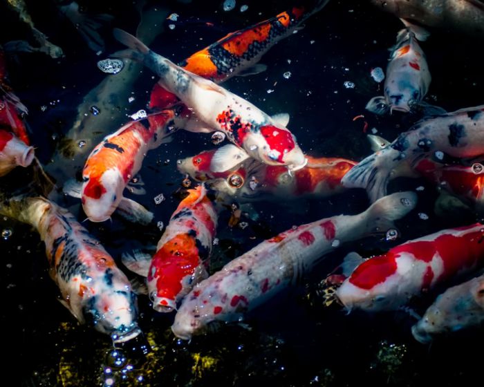 Should you change koi pond water in the winter