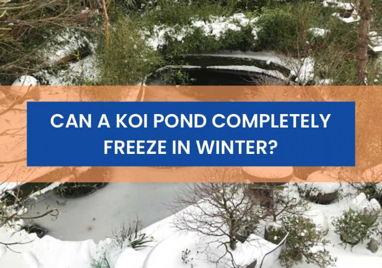 Can A Koi Pond Completely Freeze in Winter? Small Fish Tank