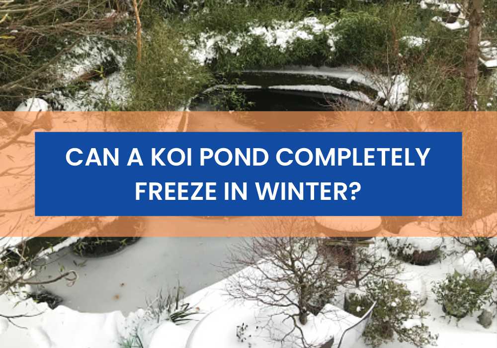 Can A Koi Pond Completely Freeze in Winter