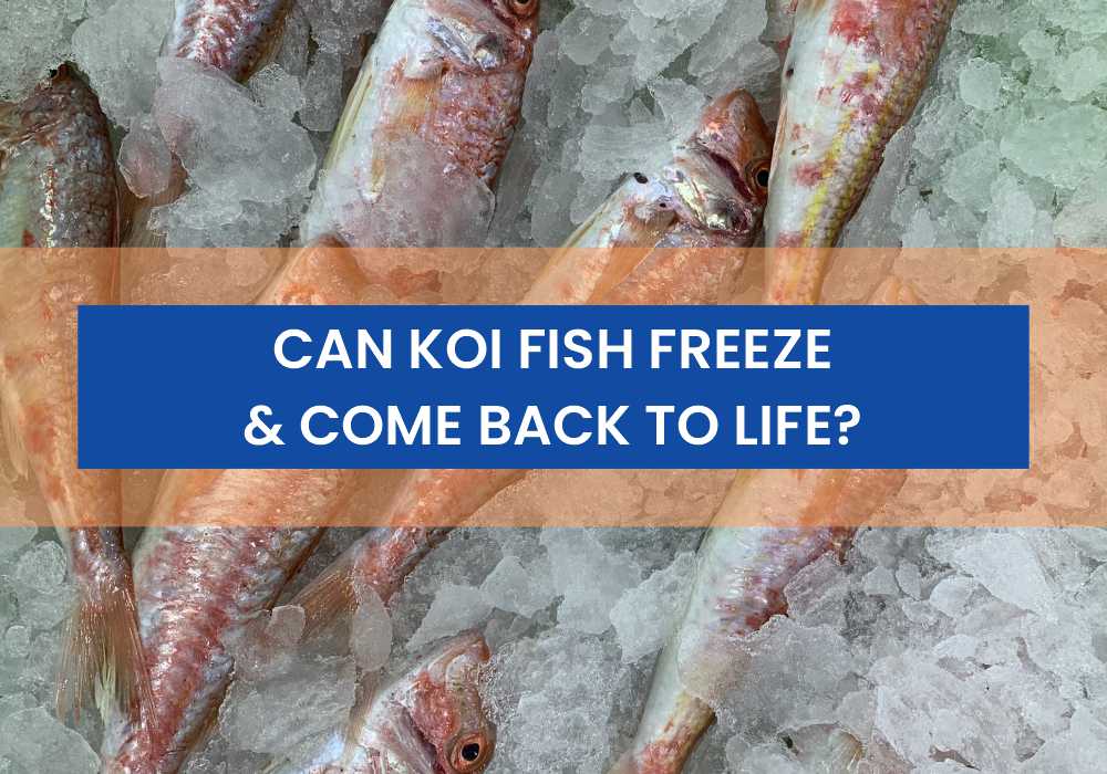 Can Koi Fish Freeze And Come Back To Life? - Small Fish Tank
