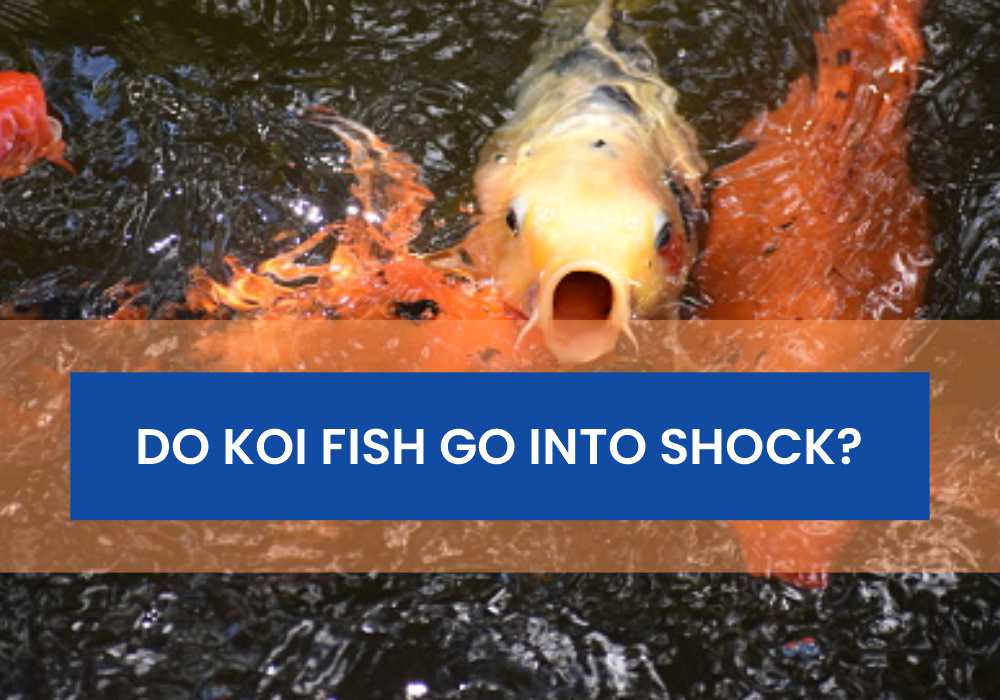 Do Koi Fish Go Into Shock? - Small Fish Tank