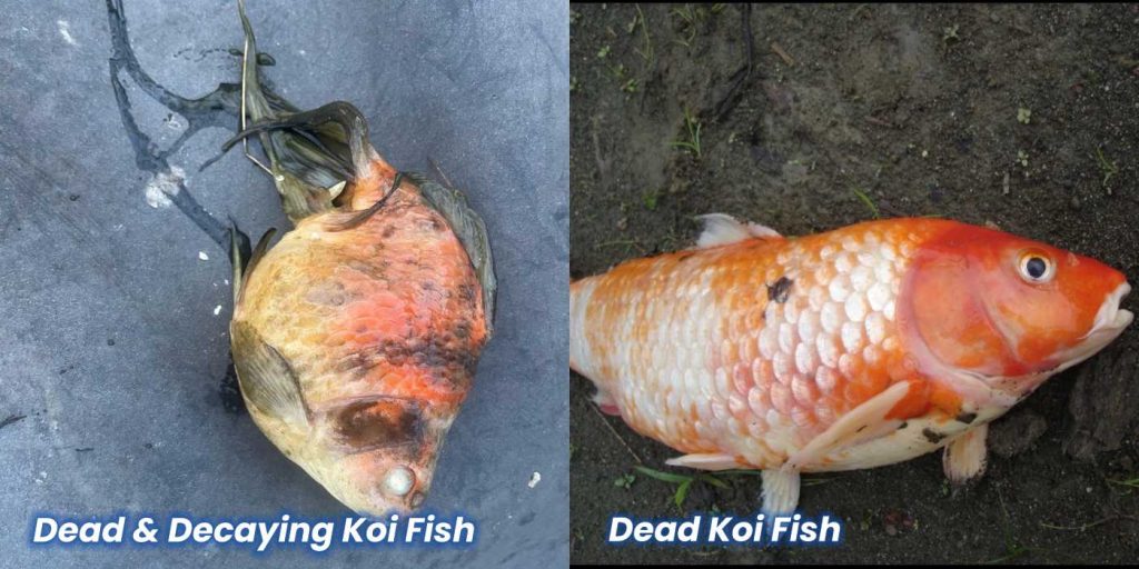 Here's What A Dead Koi Fish Look Like