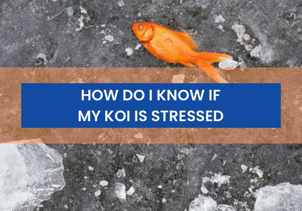 How Do I Know if My Koi is Stressed