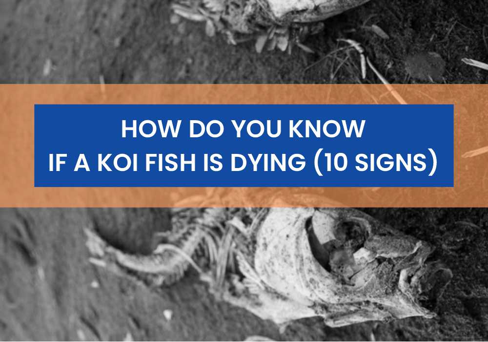 How Do You Know If A Koi Fish Is Dying 10 Signs
