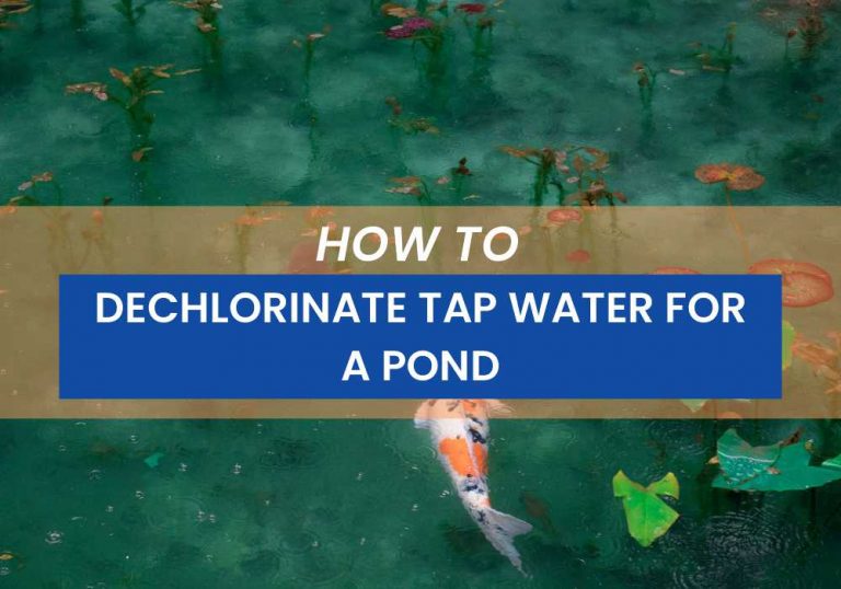 How To Dechlorinate Tap Water For A Koi Pond - Small Fish Tank