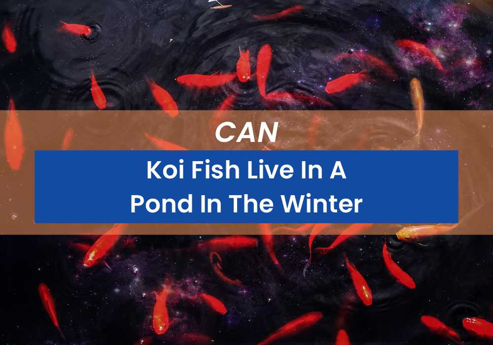 Koi Fish Live In A Pond In The Winter