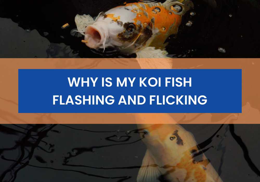 Why Is My Koi Fish Flashing and Flicking