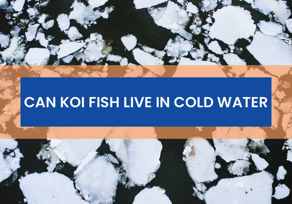 Can Koi Fish Live In Cold Water