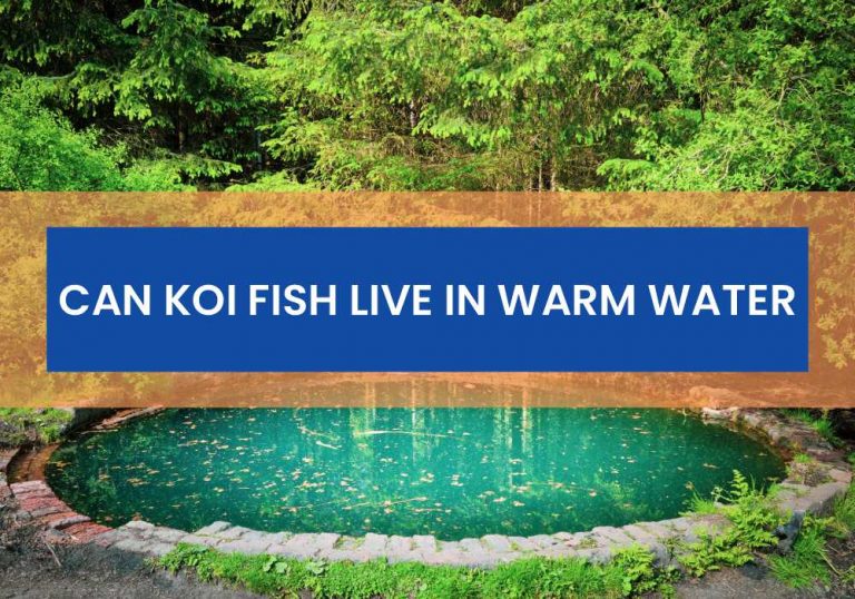 Can Koi Fish Live In Warm Water Small Fish Tank