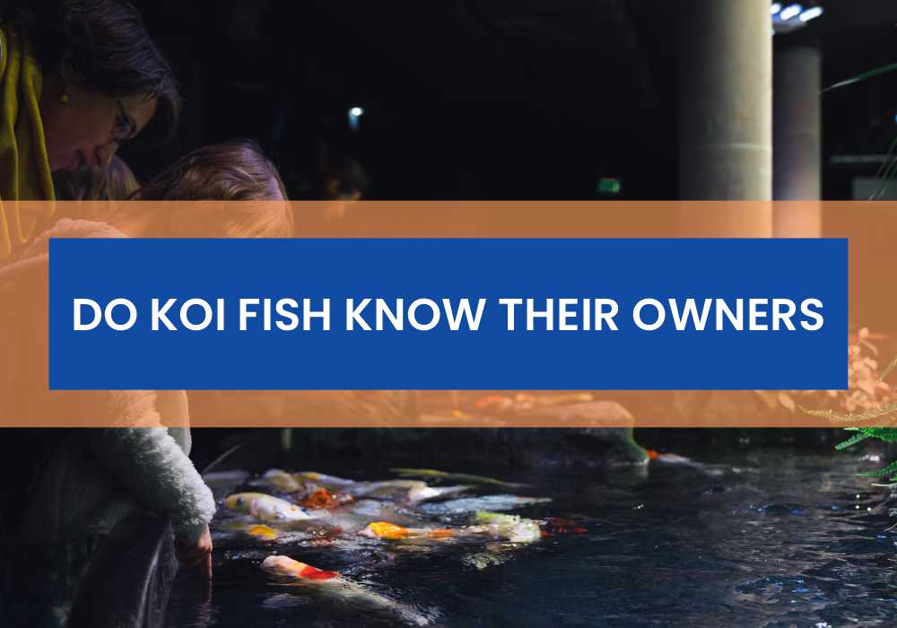 Do Koi Fish Know Their Owners - Small Fish Tank