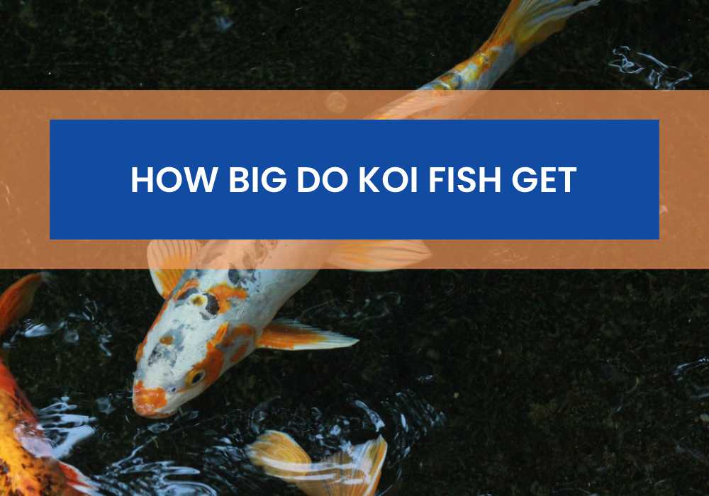 How Big Do Koi Fish Get