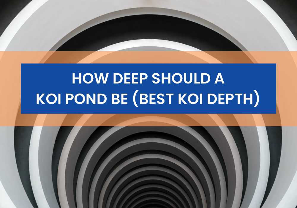 How Deep Should A Koi Pond Be