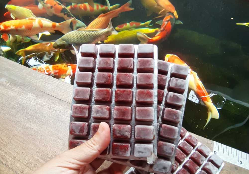 How Much Should I Feed My Koi Fish