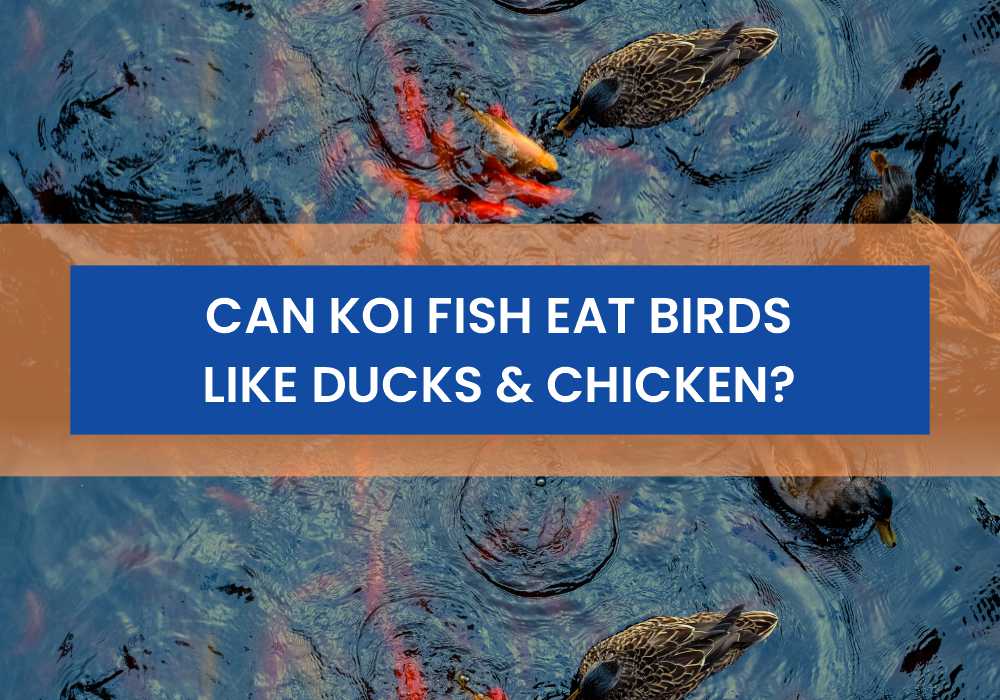 Can Koi Fish Eat Birds Like Ducks & Chicken