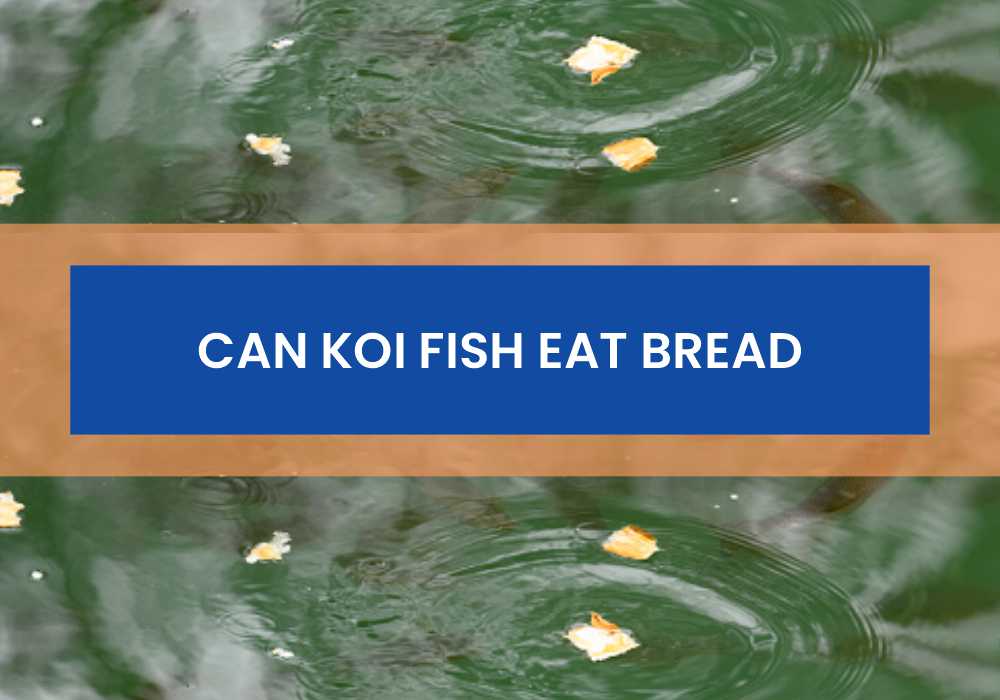 Can Koi Fish Eat Bread 