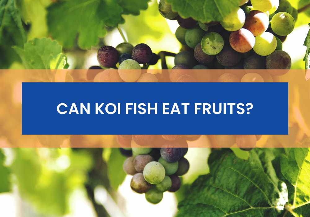 Can Koi Fish Eat Fruits Like Bananas, Cucumber, Apples, Grapes, Blueberries, Tomatoes) - Small Fish Tank