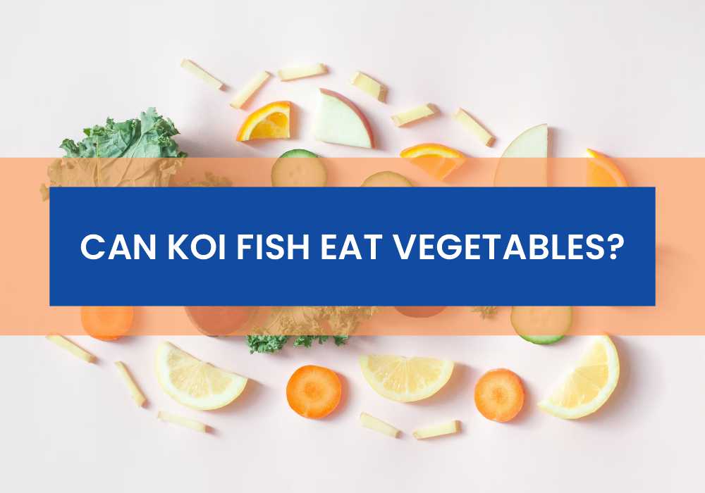 Can Koi Fish Eat Vegetables