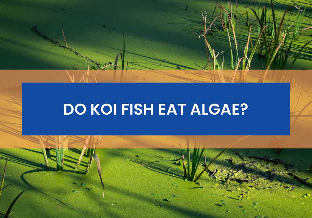 Do Koi Fish Eat Algae