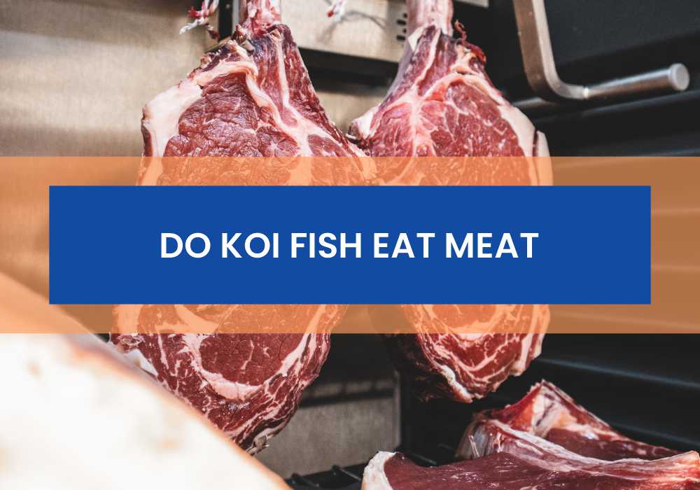 Do Koi Fish Eat Meat