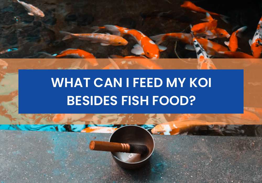 What Can I Feed My Koi Besides Fish Food