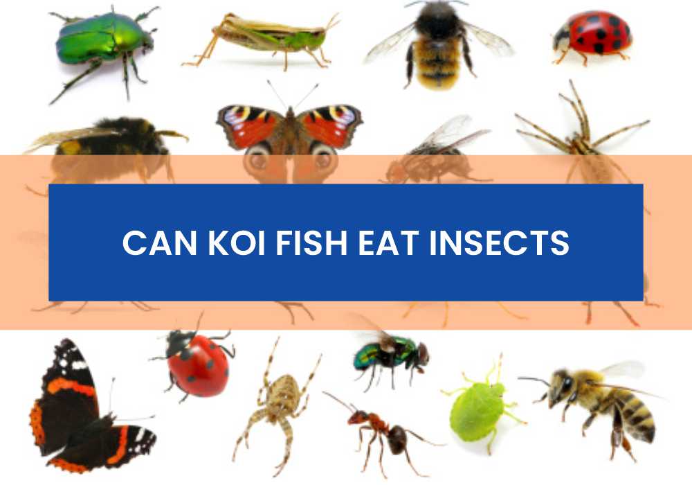 Can Koi Fish Eat Insects