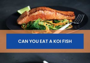 Can You Eat A Koi Fish
