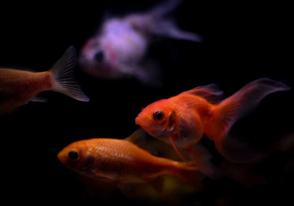 Are Koi Aggressive To Goldfish