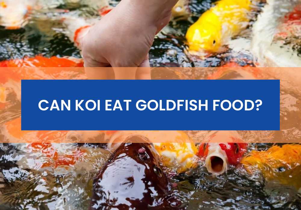 Can Koi Eat Goldfish Food
