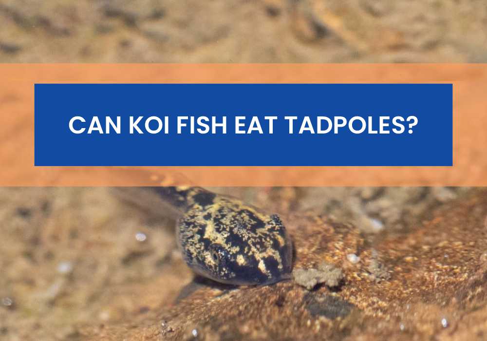Can Koi Fish Eat Tadpoles