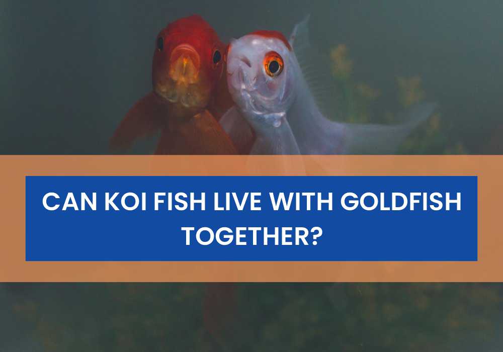 Can Koi Fish Live With Goldfish Together