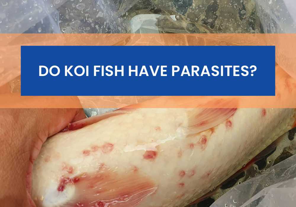 Do Koi Fish Have Parasites