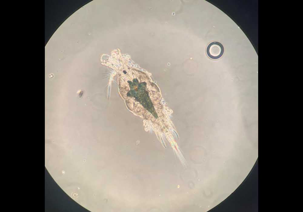 What Koi Fish Parasites Look Like