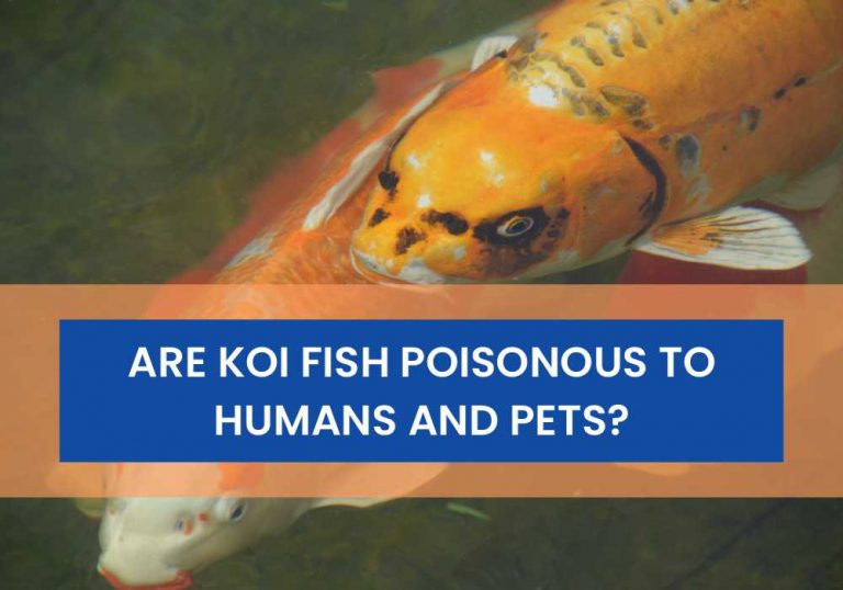 Are Koi Fish Poisonous To Humans and Pets? Small Fish Tank
