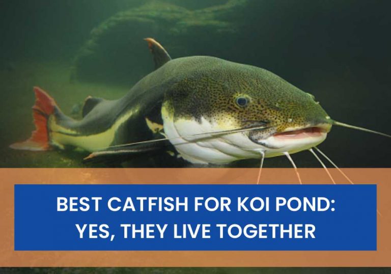30 Best Catfish For Koi Pond Yes, They Live Together Small Fish Tank