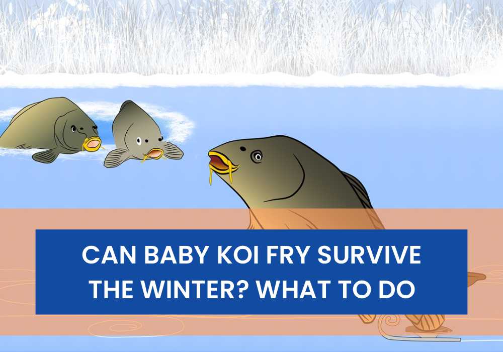 Can Baby Koi Fry Survive The Winter