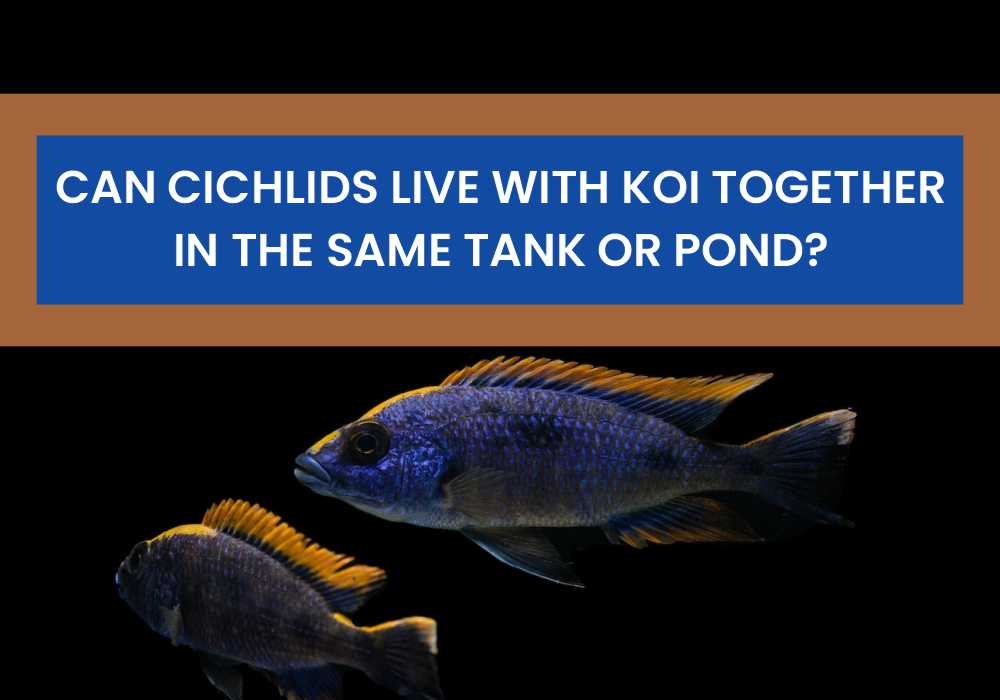 Can Cichlids Live With Koi Together In The Same Tank Or Pond
