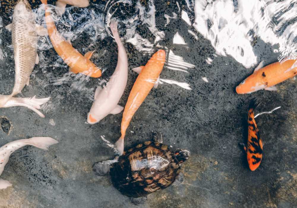Can Koi and Turtles Live Together In The Same Tank or Pond