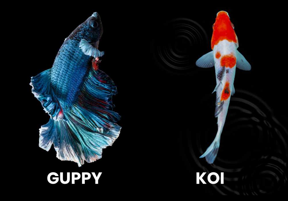 Differences Between Koi Fish and Guppies