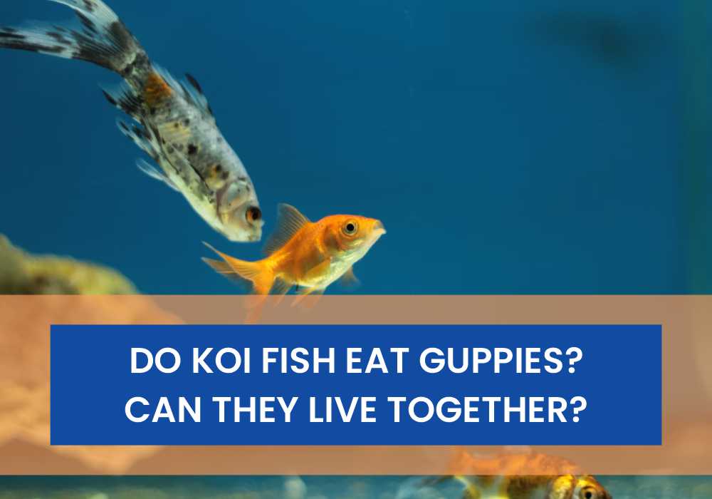 Do Koi Fish Eat Guppies? Can They Live Together?