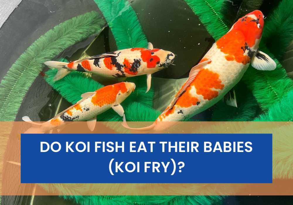 Do Koi Fish Eat Their Babies (Koi Fry)