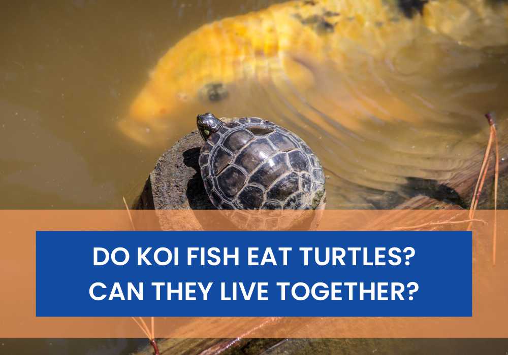 Do Koi Fish Eat Turtles and Can They Live Together
