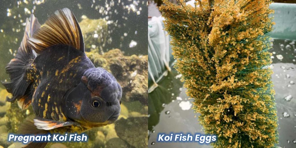 Do Koi Fish Lay Eggs