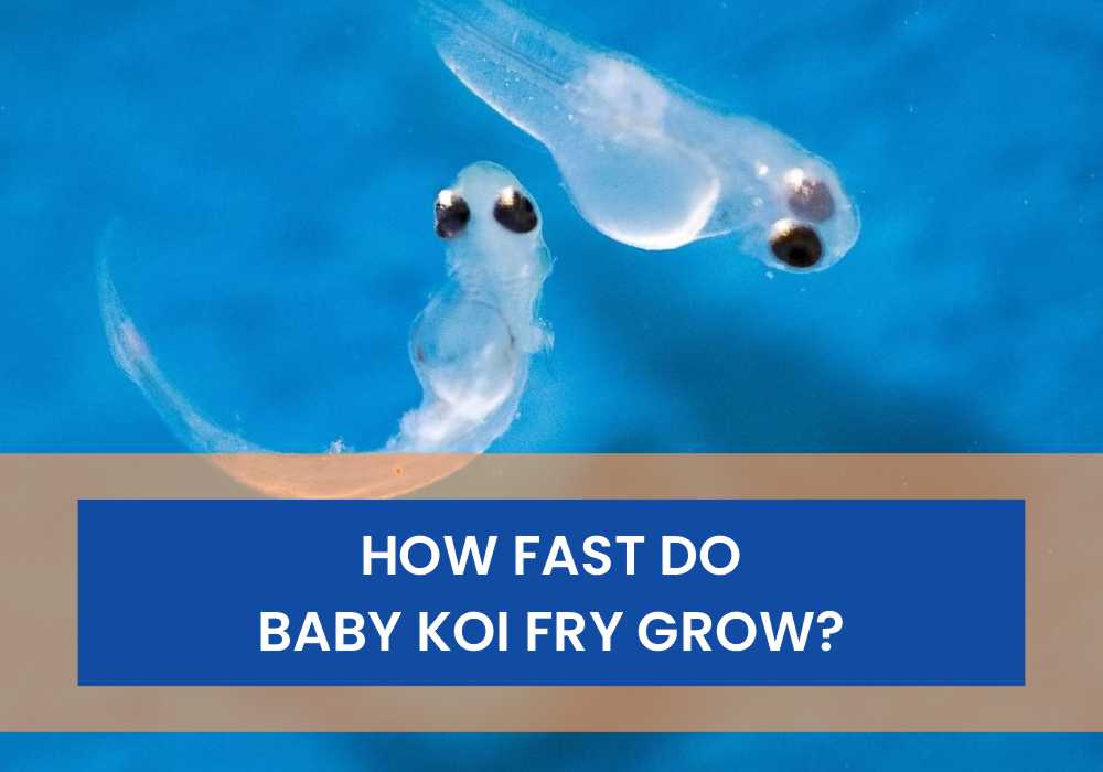 How Fast Do Baby Koi Fry Grow