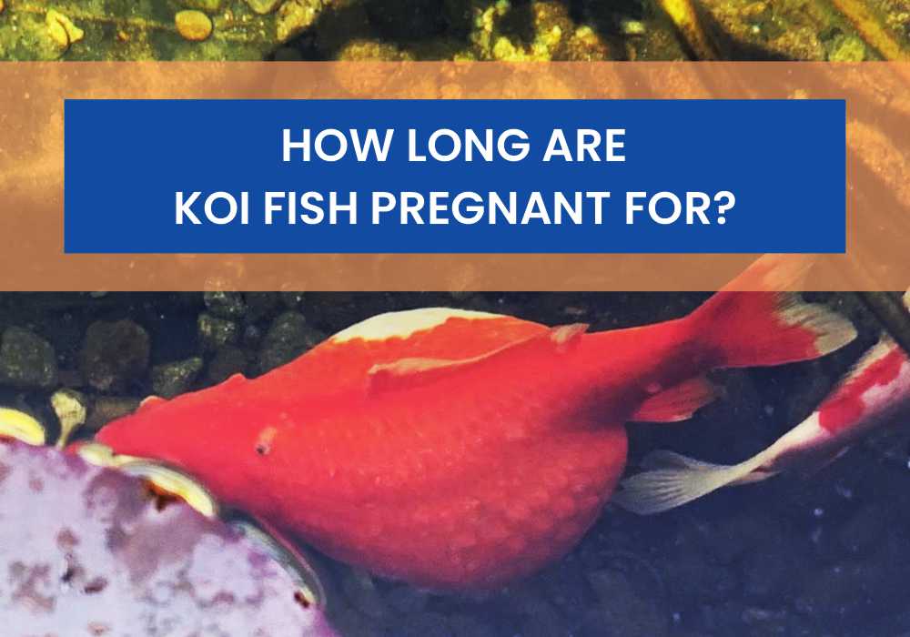How Long Are Koi Fish Pregnant For