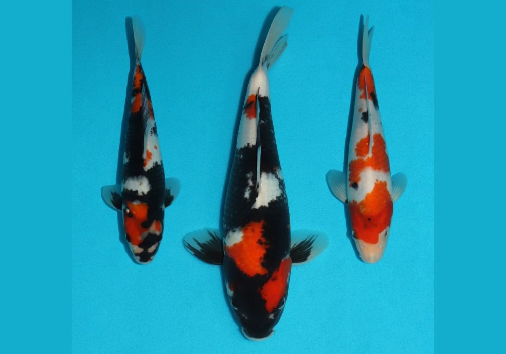 How Long Does It Take Koi Fry To Grow into Adult