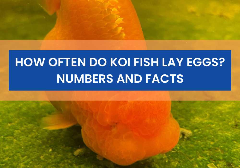 How Often Do Koi Fish Lay Eggs