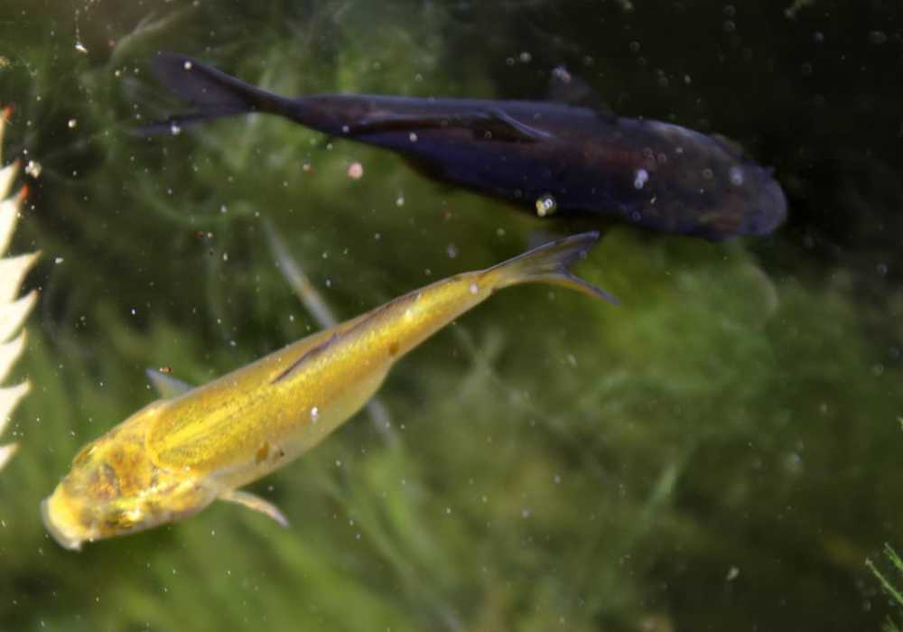 How To Keep Baby Koi Fry Alive In The Winter