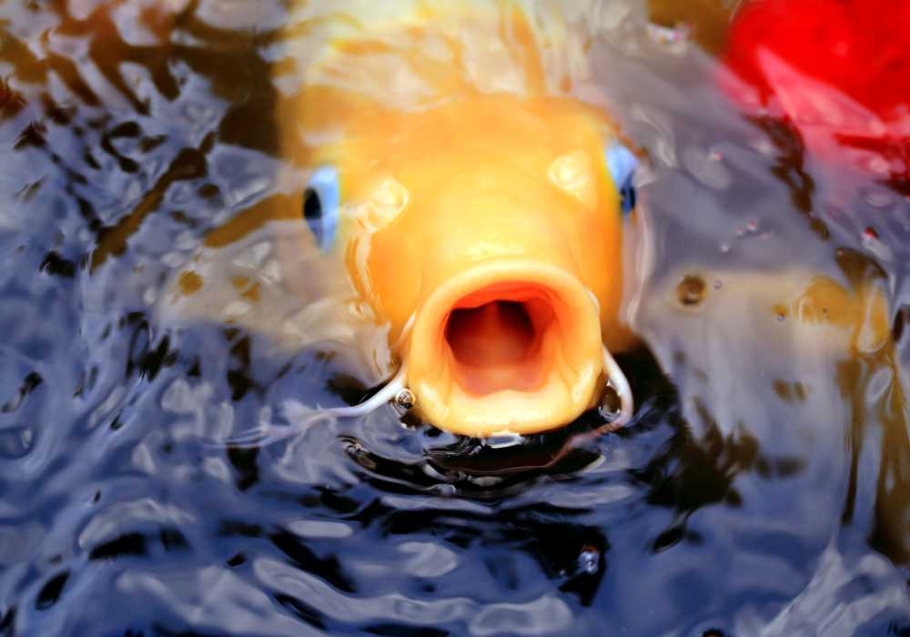 How To Prevent Koi Fish From Eating Their Babies